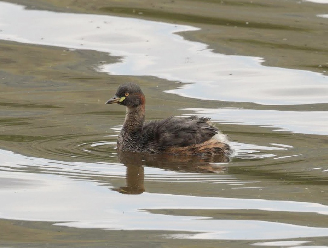 Australasian Grebe - ML646398939