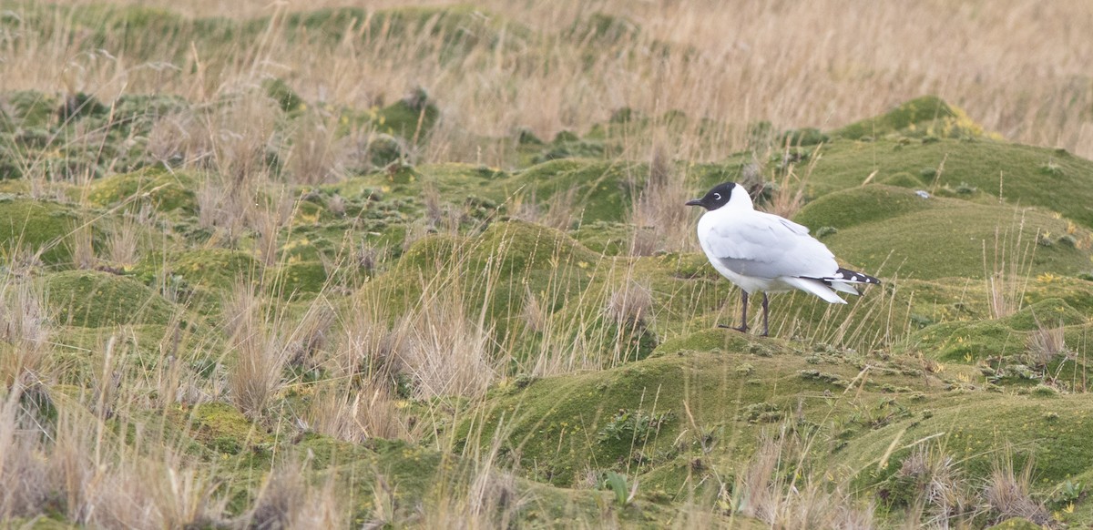 Andean Gull - ML646398940