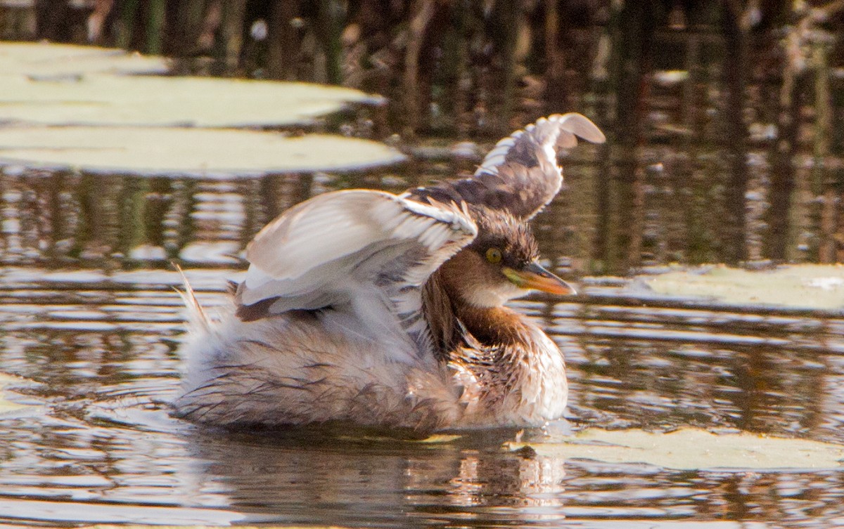 Little Grebe - ML646398942