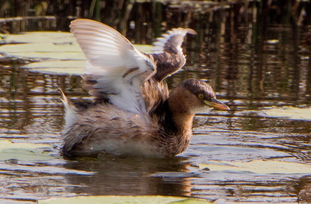Little Grebe - ML646398943