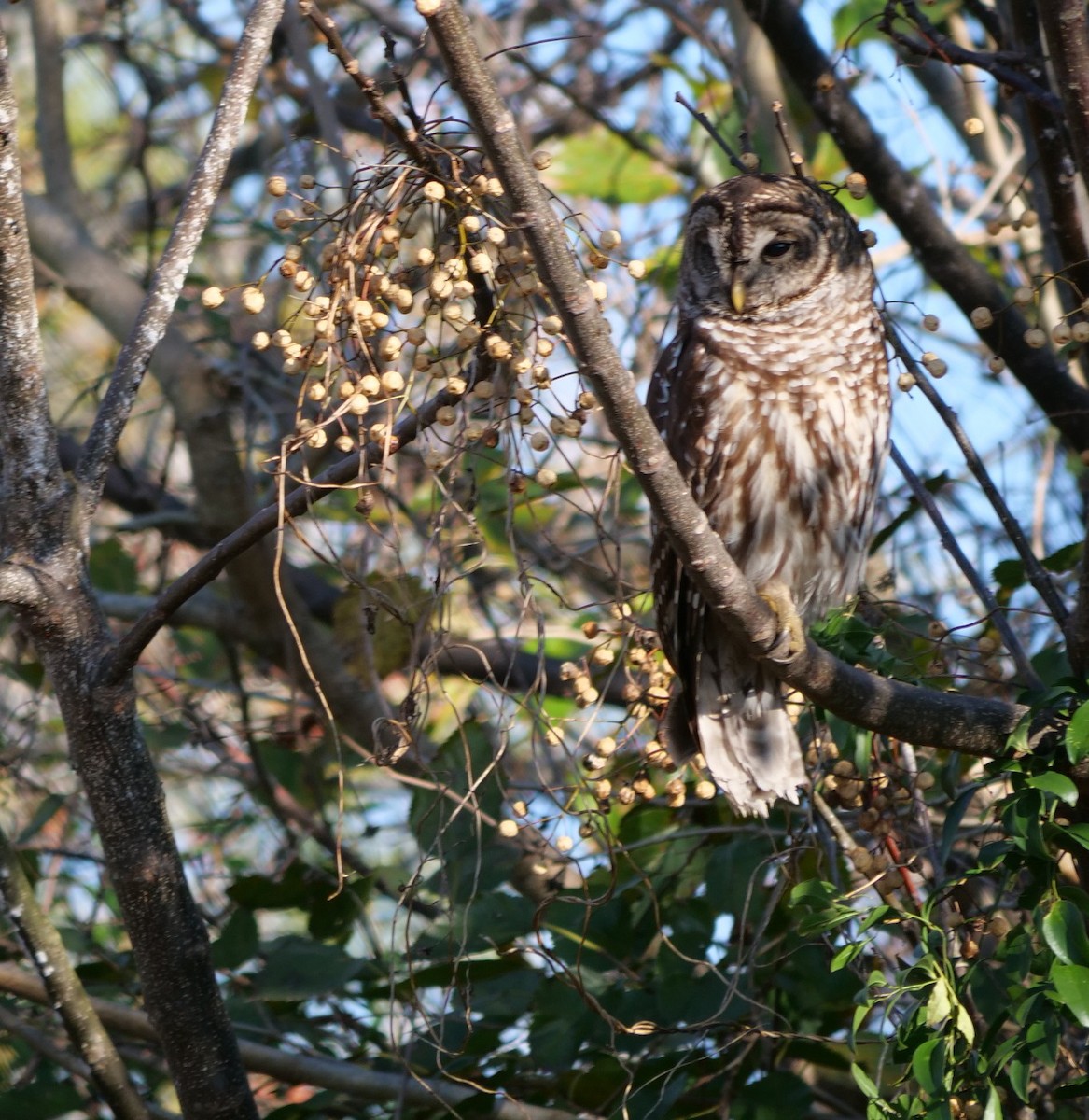 Barred Owl - ML646398944