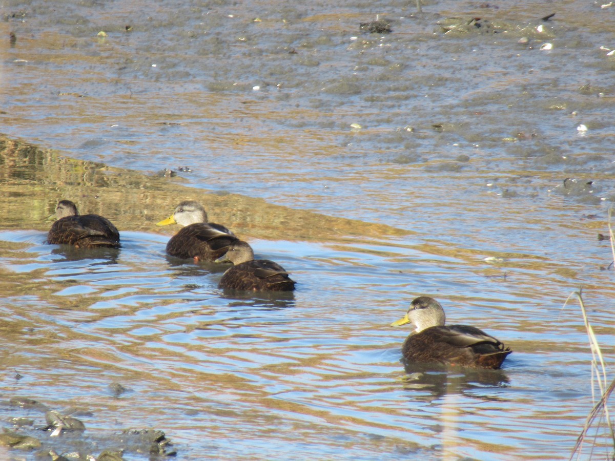American Black Duck - ML646398947