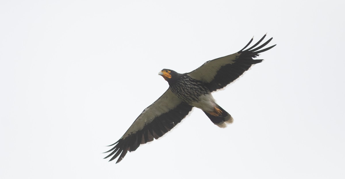 Carunculated Caracara - ML646398948