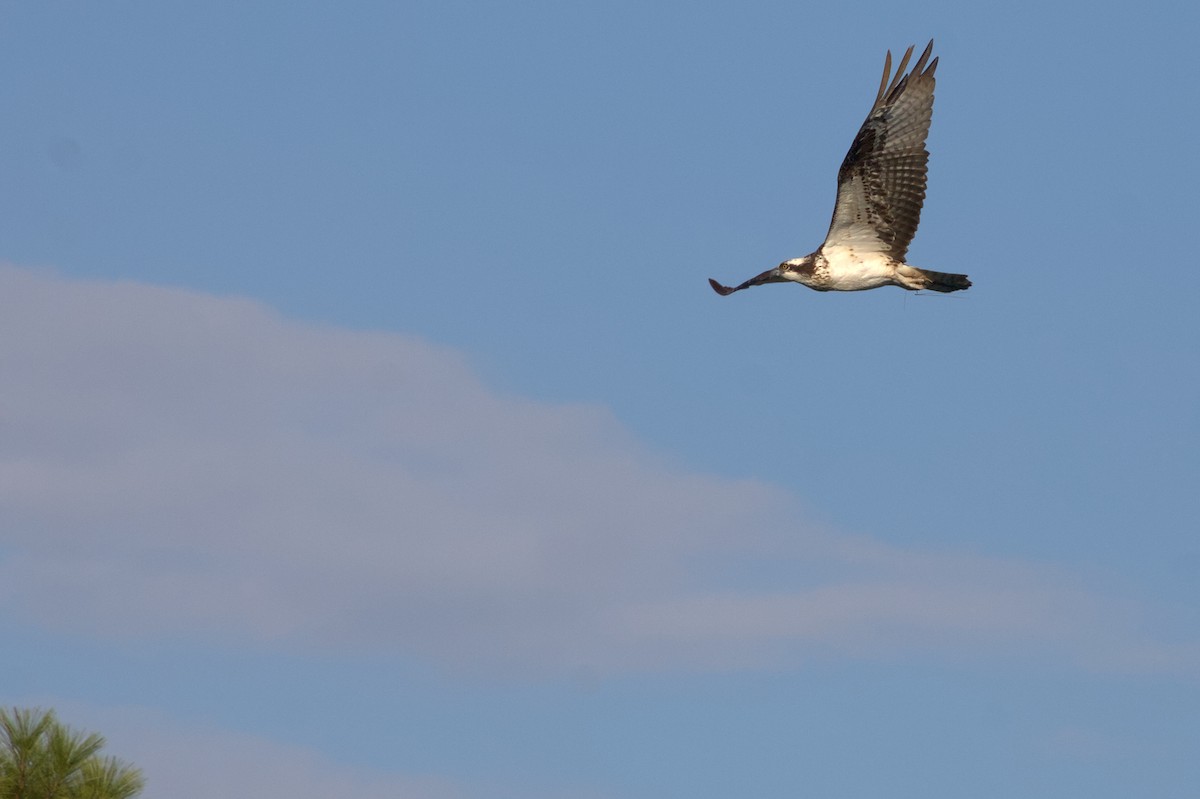 Osprey - ML646398950