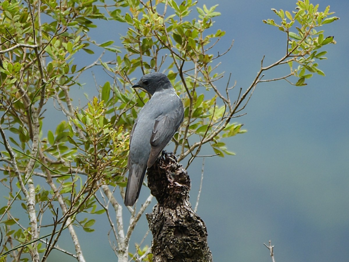 Madagascar Cuckooshrike - ML646398952