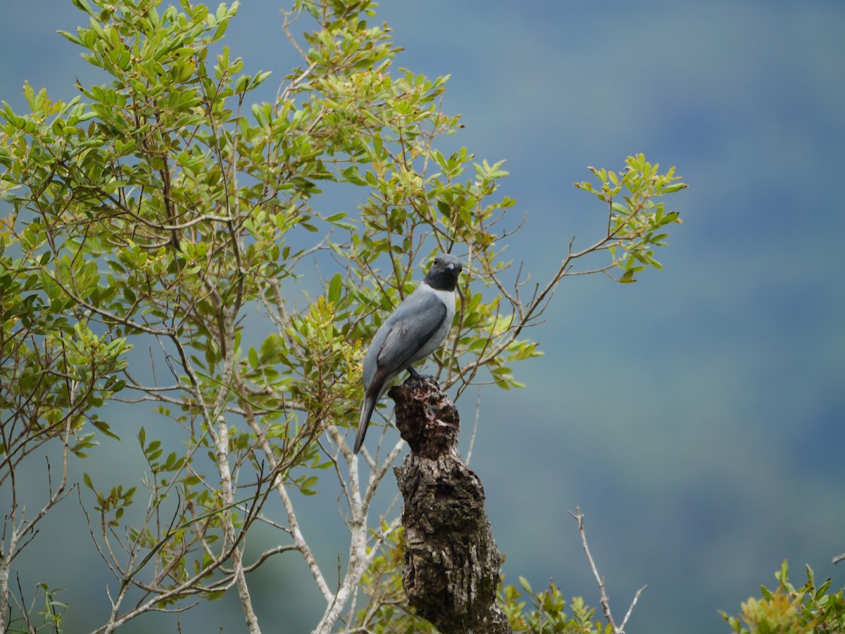 Madagascar Cuckooshrike - ML646398953