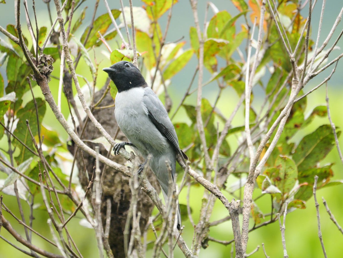 Madagascar Cuckooshrike - ML646398954