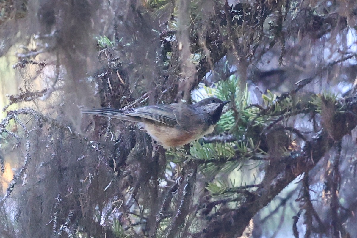 Boreal Chickadee - ML646398955