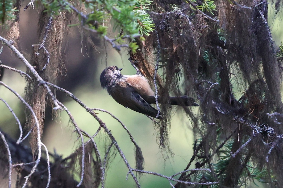 Boreal Chickadee - ML646398956