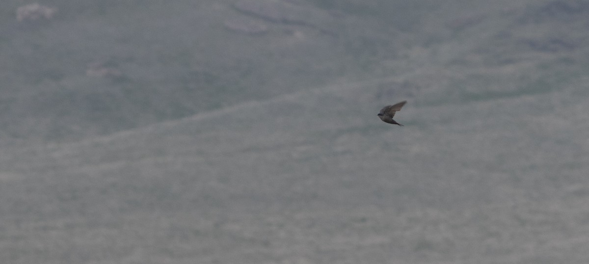 Brown-bellied Swallow - ML646398957