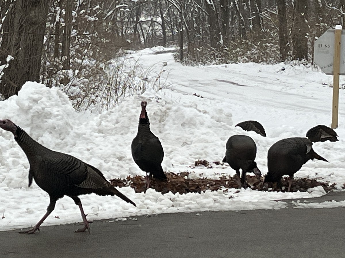 Wild Turkey - ML646398958