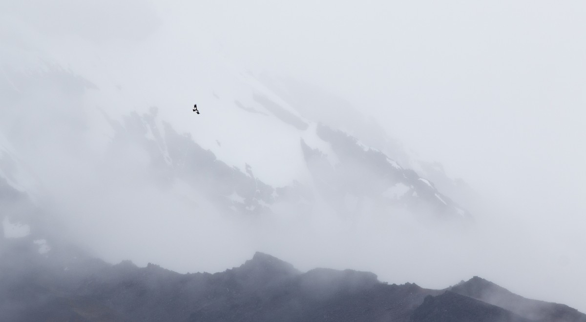 Andean Condor - ML646398962