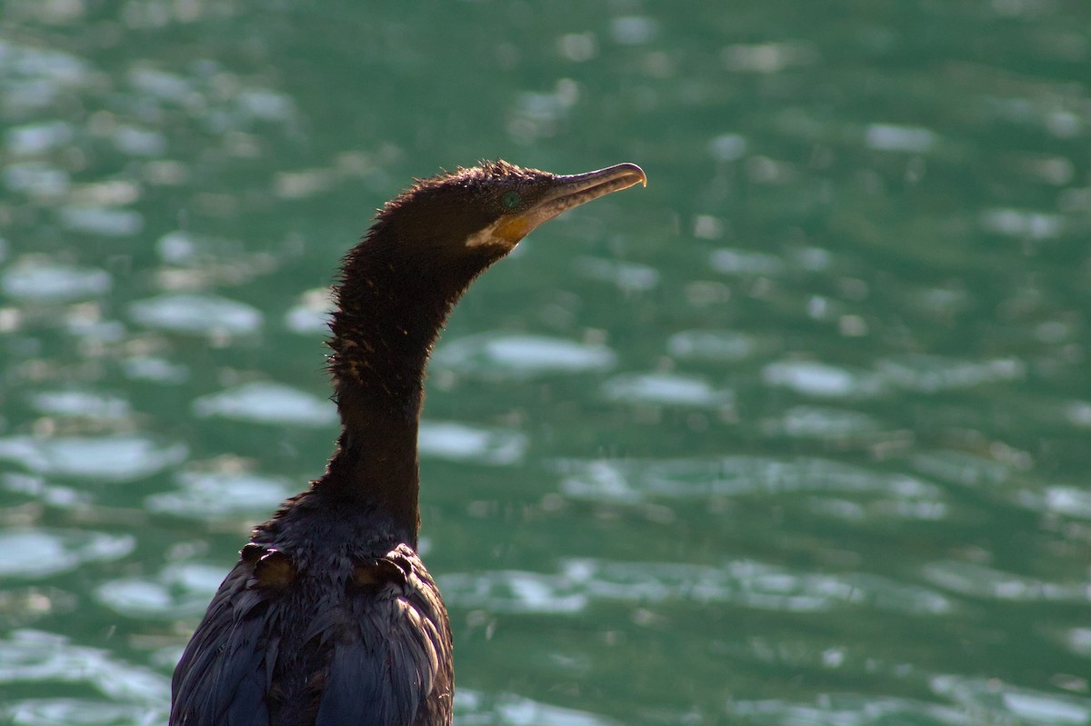 Neotropic Cormorant - ML646398964