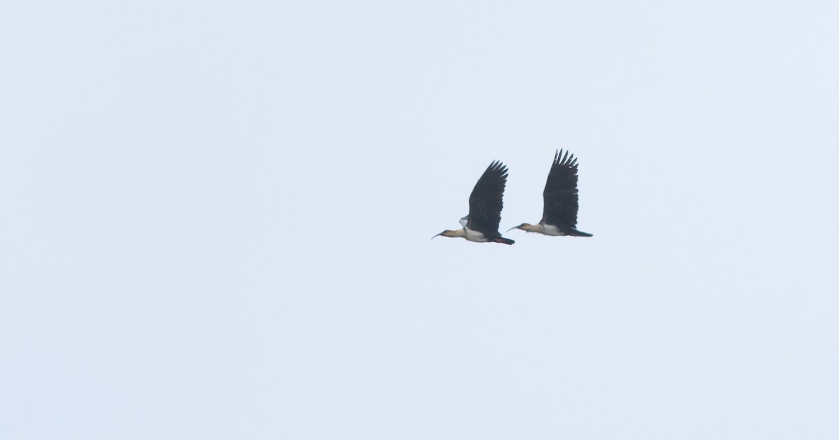 Andean Ibis - ML646398965