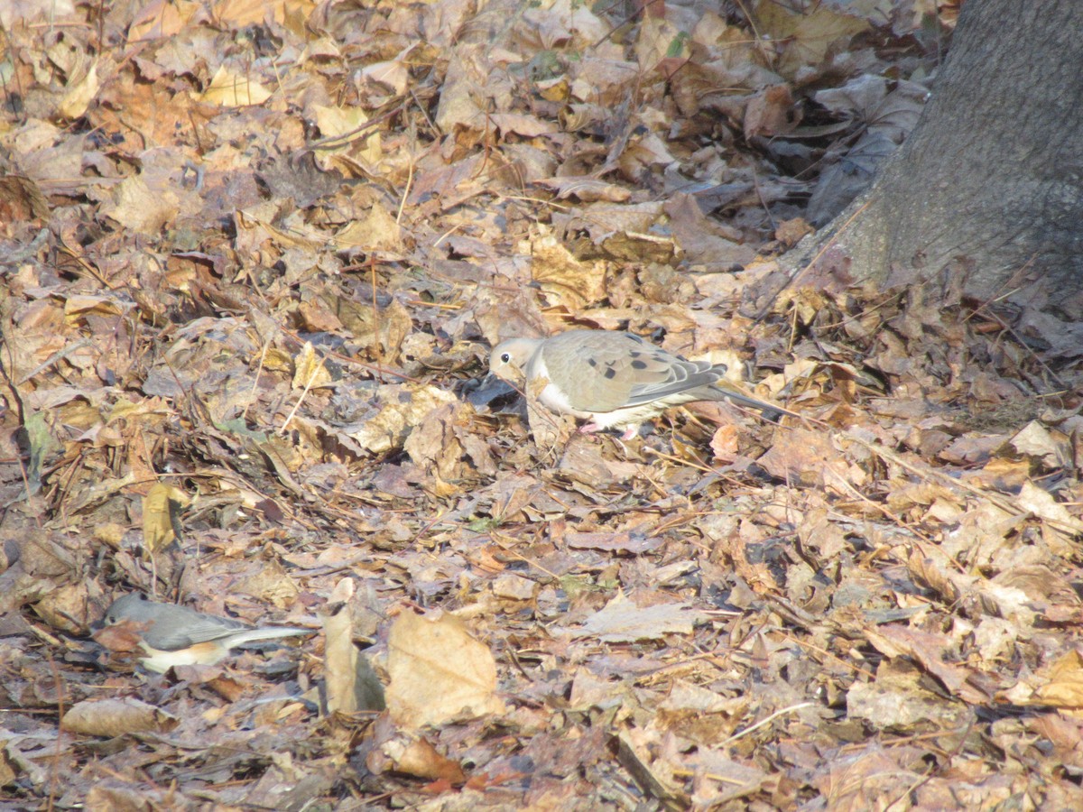 Mourning Dove - ML646398968