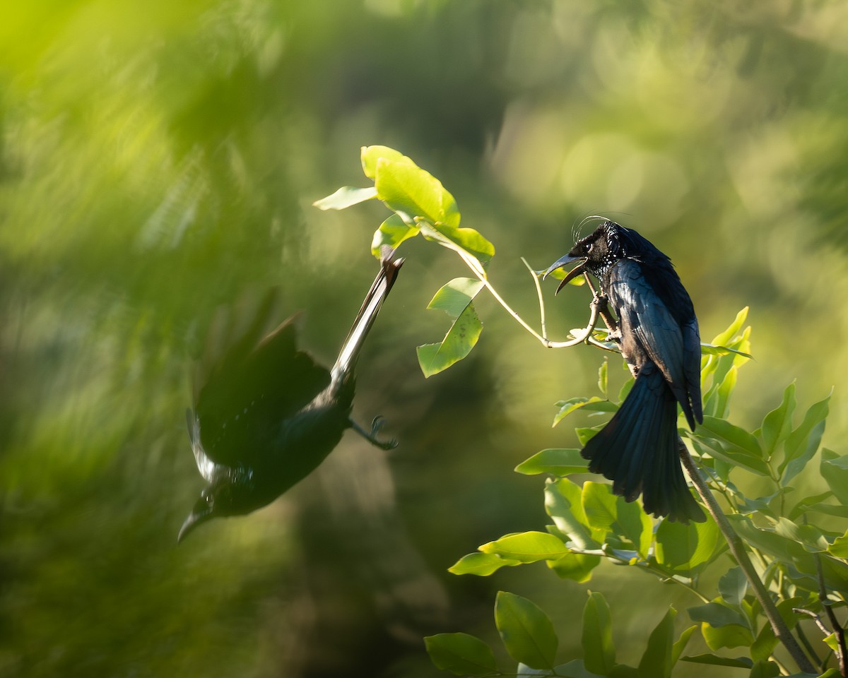 Hair-crested Drongo - ML646398969
