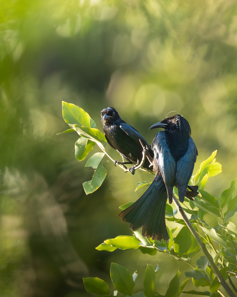 Hair-crested Drongo - ML646398970