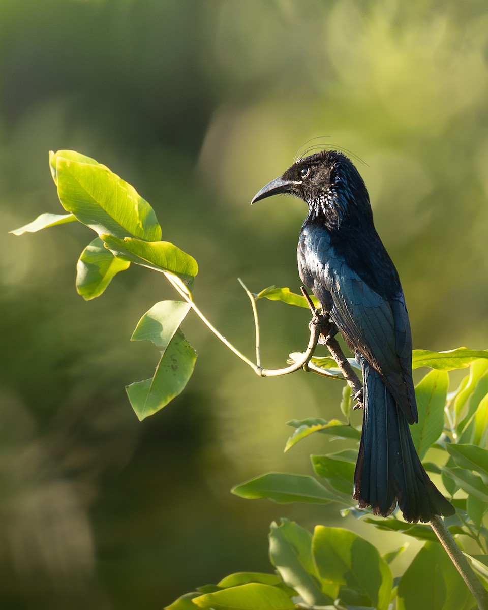 Hair-crested Drongo - ML646398971