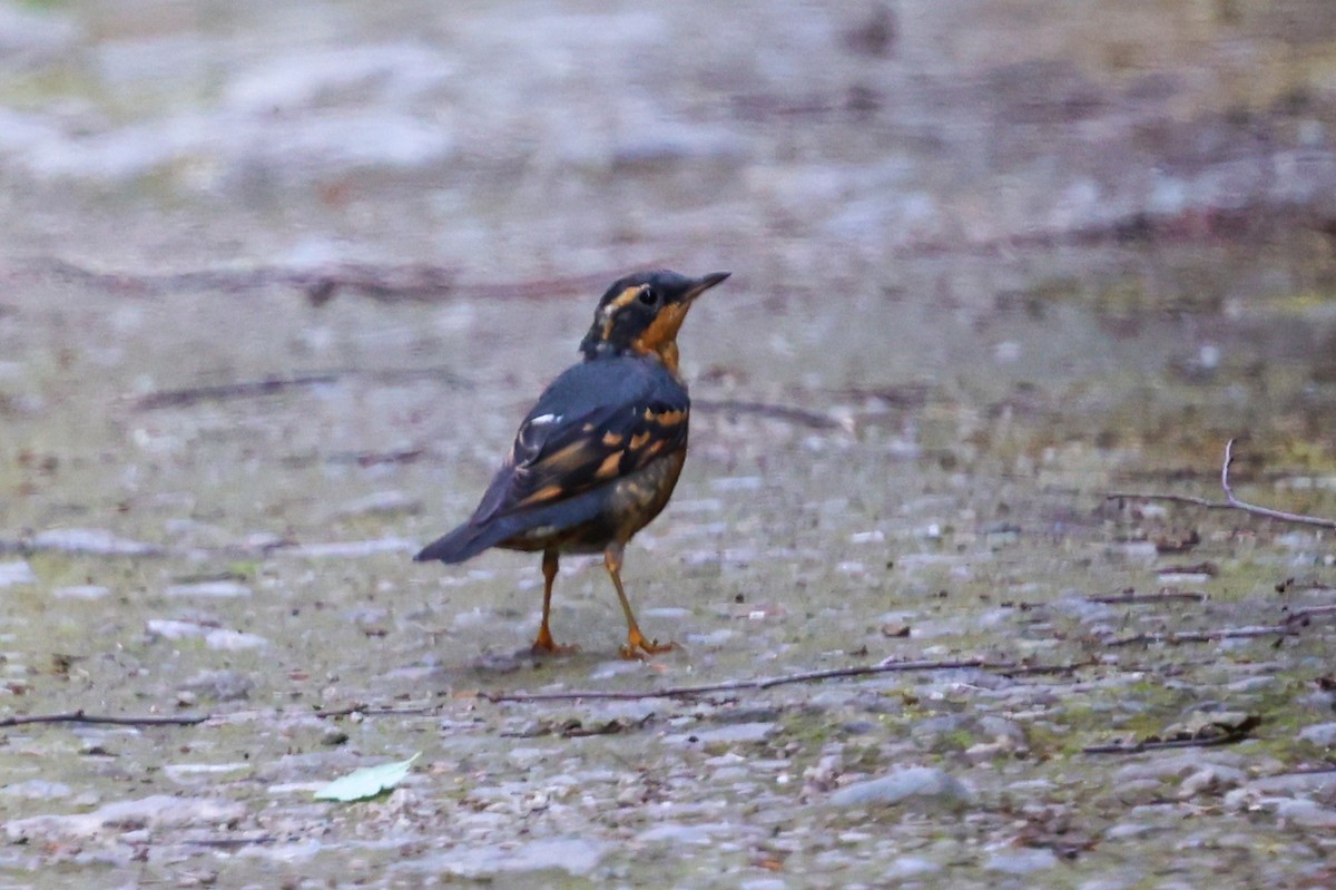 Turuncu Ardıç - ML646398972