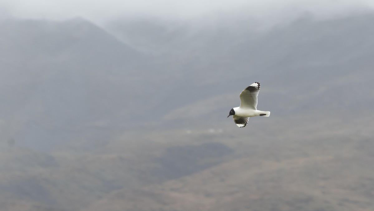 Andean Gull - ML646398973