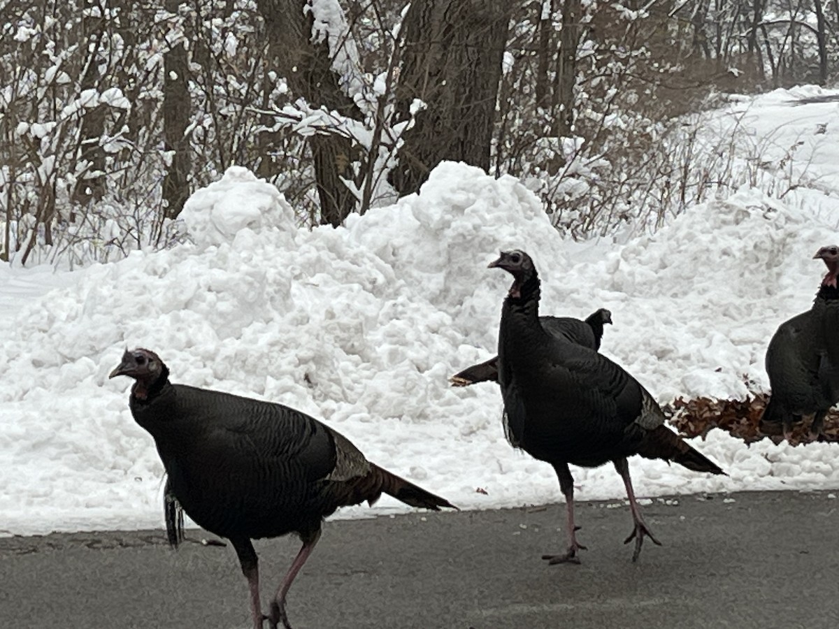 Wild Turkey - ML646398976