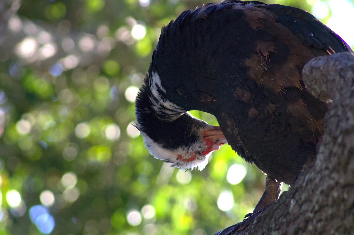 Muscovy Duck (Domestic type) - ML646398978