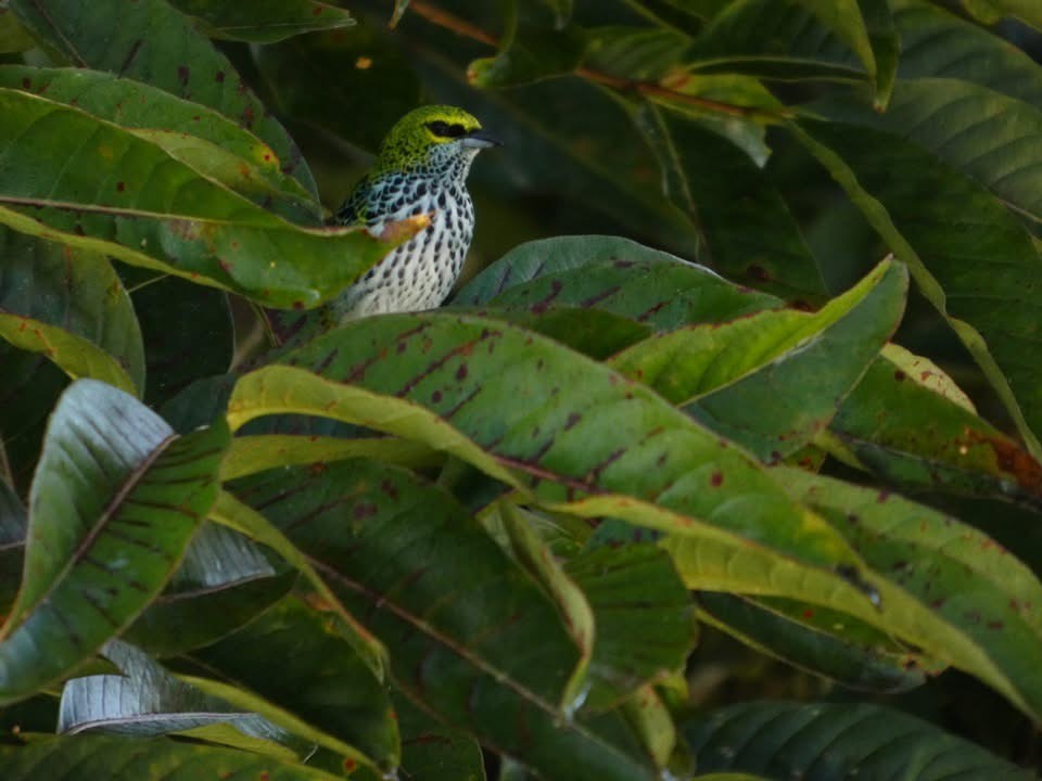 Tangara Pintoja - ML646398979