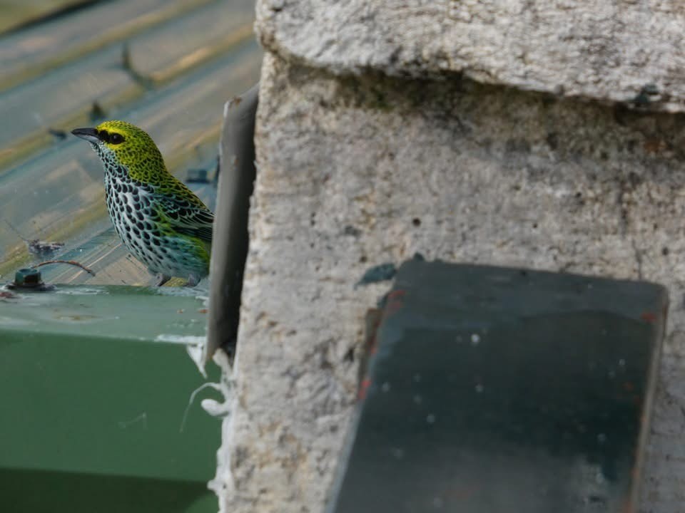 Tangara Pintoja - ML646398980