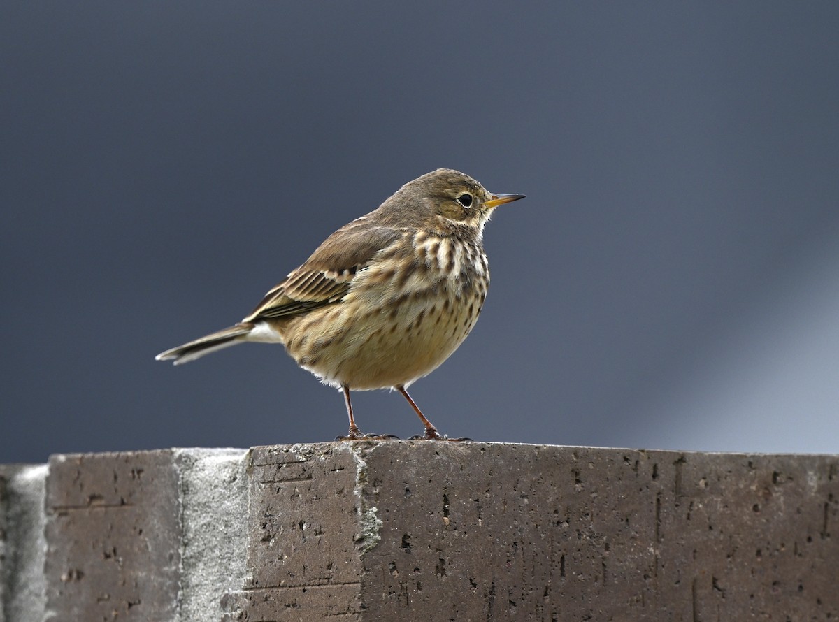 American Pipit - ML646398986