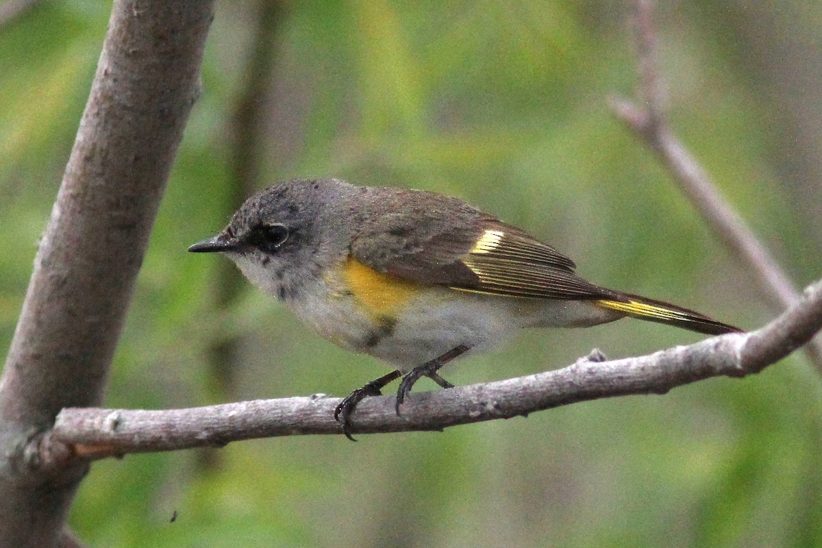 American Redstart - ML646398987