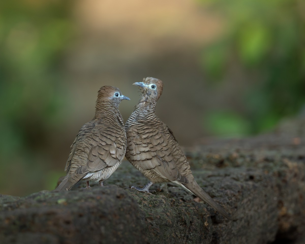 Zebra Dove - ML646398989