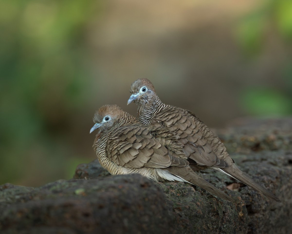 Zebra Dove - ML646398990