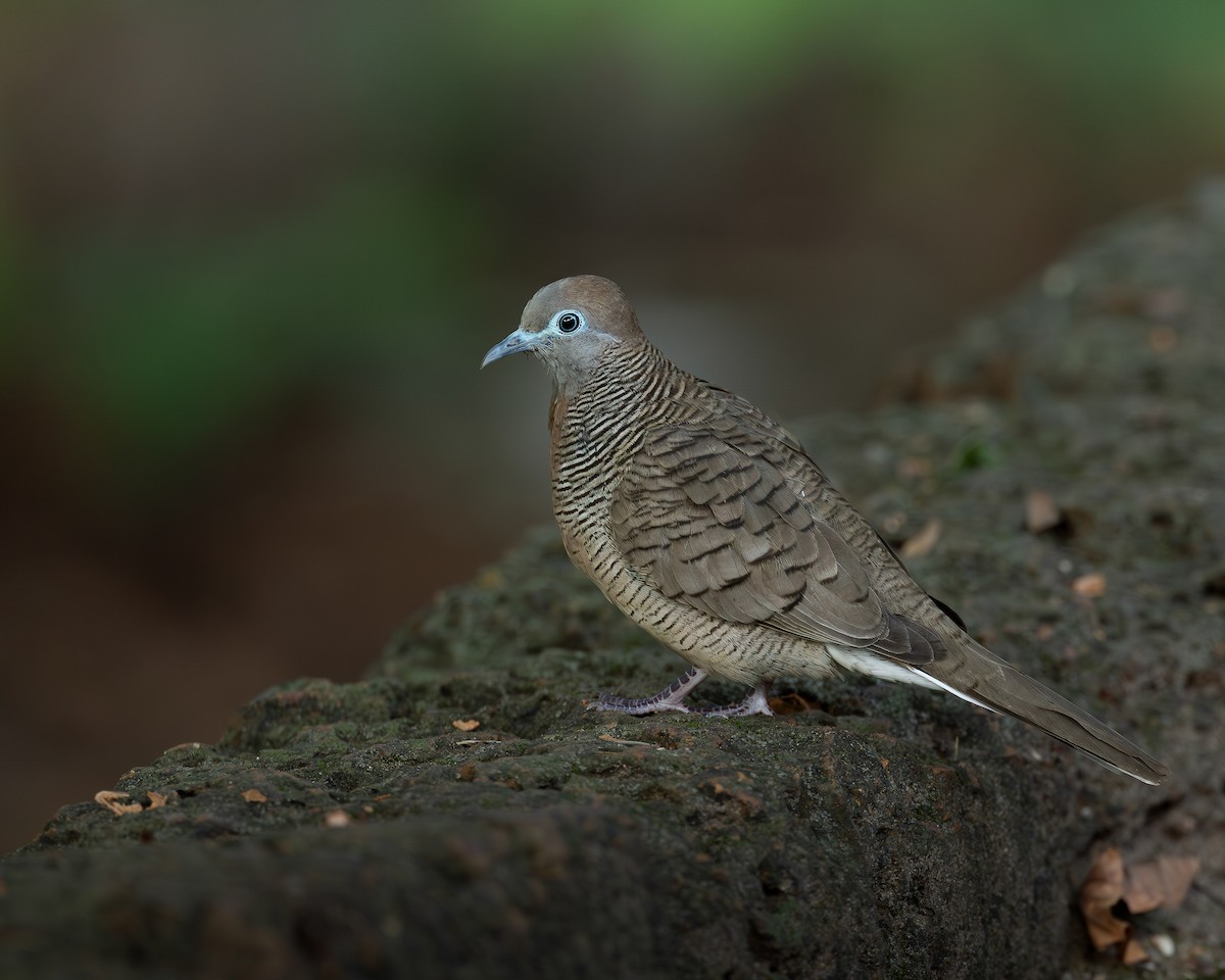 Zebra Dove - ML646398991