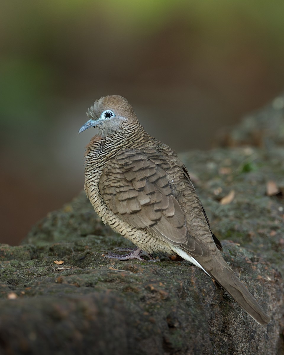 Zebra Dove - ML646398992