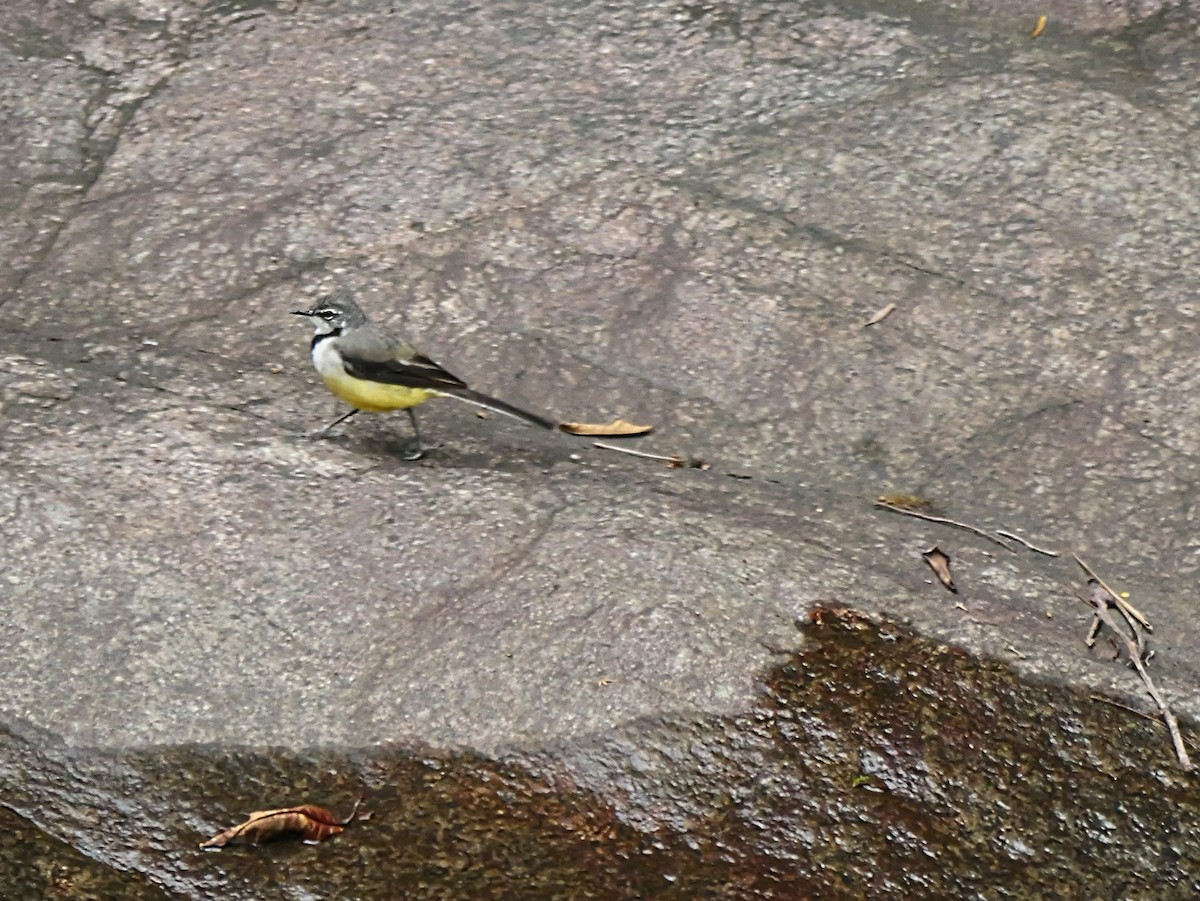 Madagascar Wagtail - ML646398996