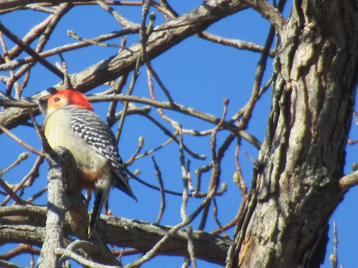 Red-bellied Woodpecker - ML646398998