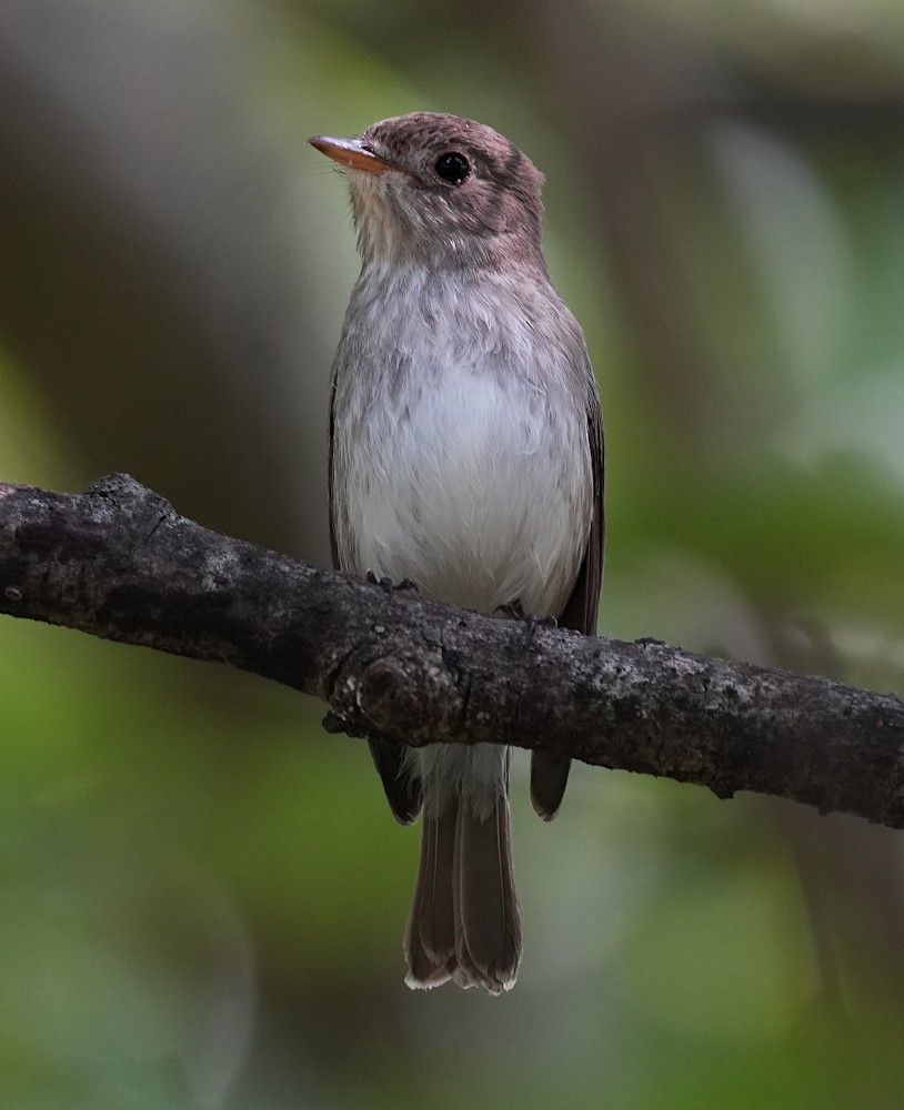 Asian Brown Flycatcher - ML646399003