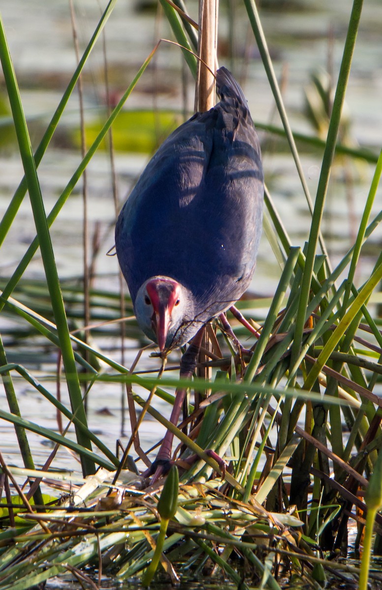 Uroilo urdin burugrisa - ML646399006