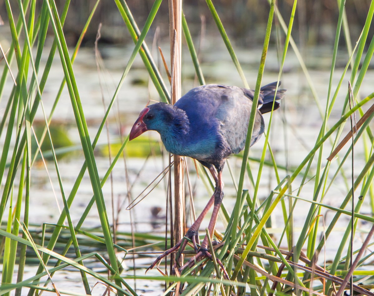 Uroilo urdin burugrisa - ML646399007