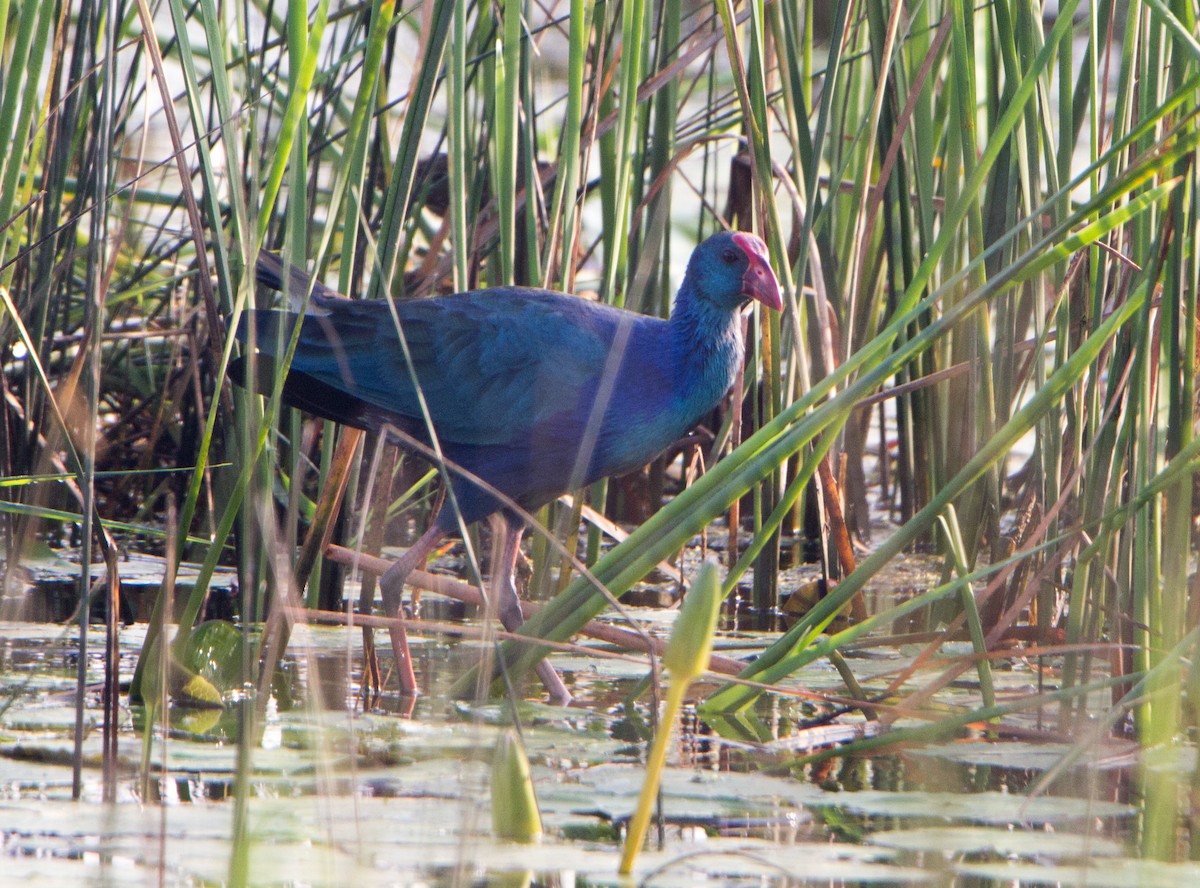 Uroilo urdin burugrisa - ML646399008