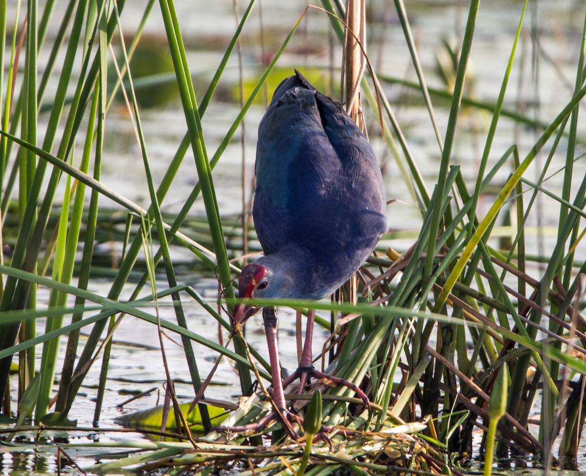 Uroilo urdin burugrisa - ML646399009