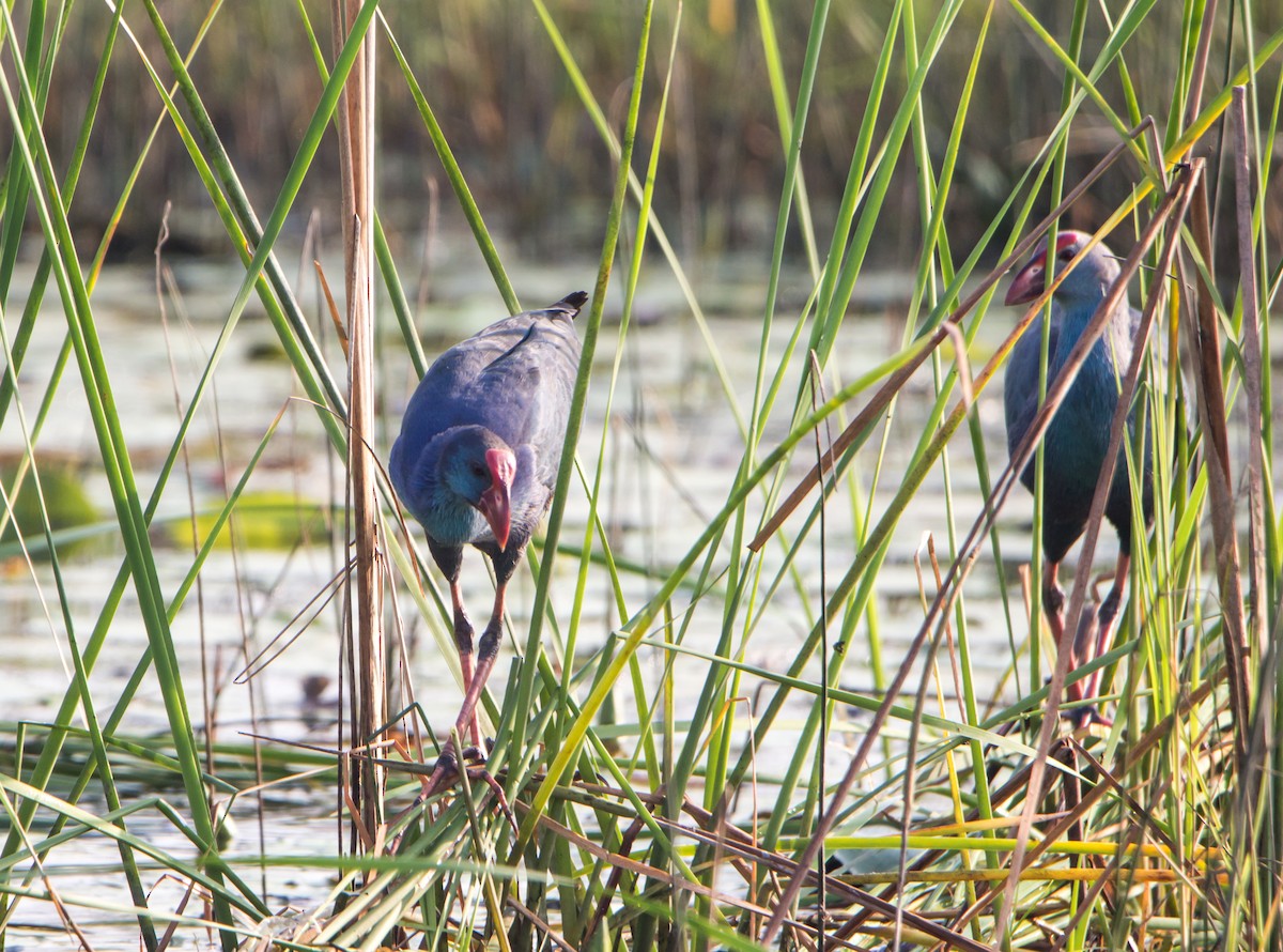 Uroilo urdin burugrisa - ML646399011