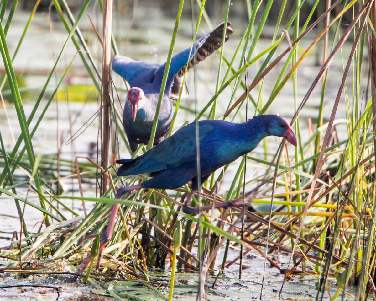Uroilo urdin burugrisa - ML646399012