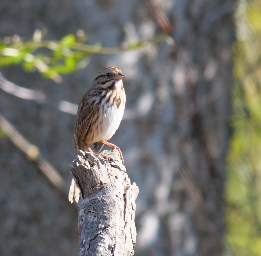 Song Sparrow - ML646399020