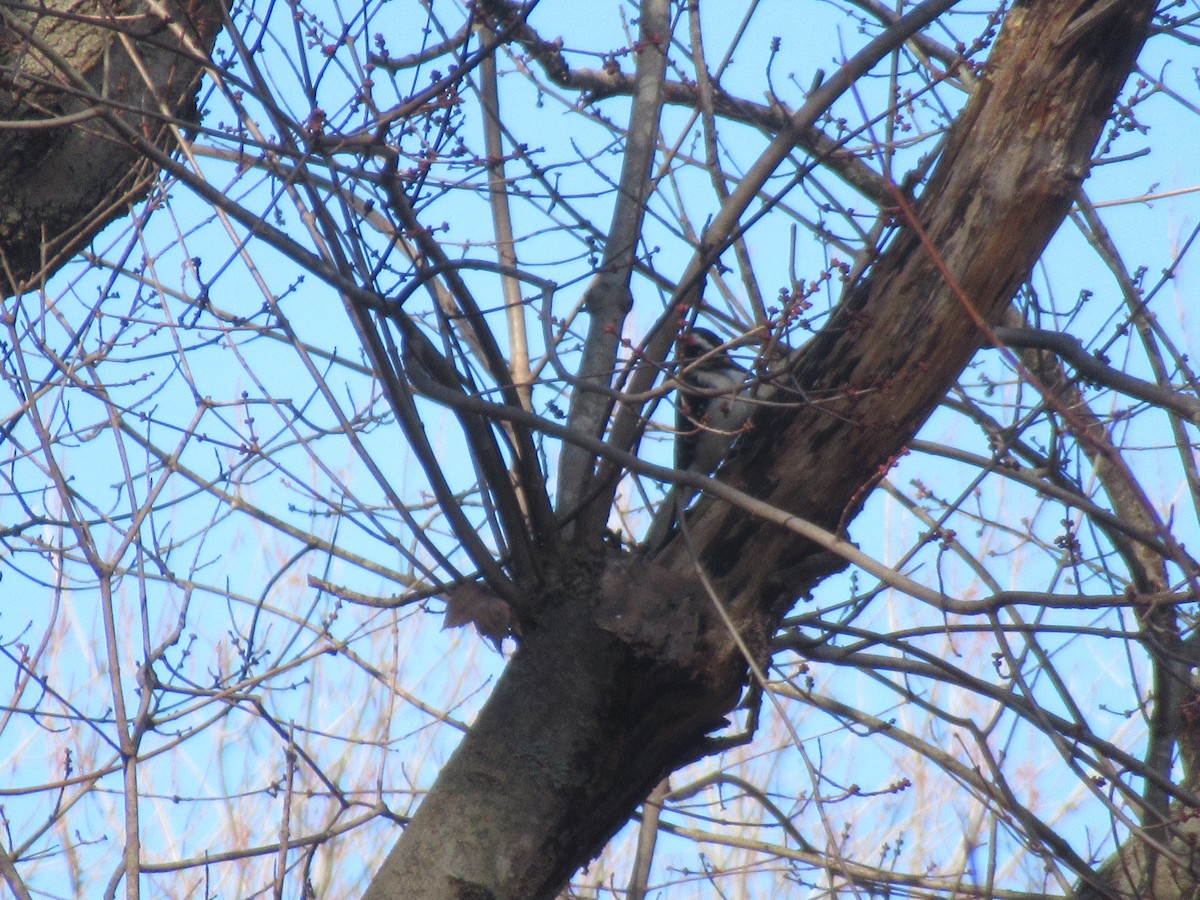 Hairy Woodpecker - ML646399025