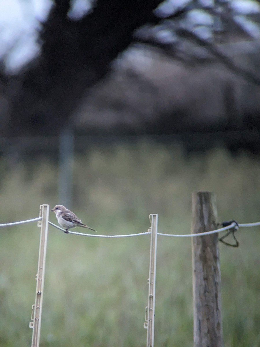 Woodchat Shrike - ML646399026