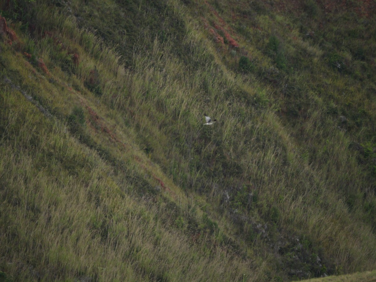 Malagasy Harrier - ML646399028