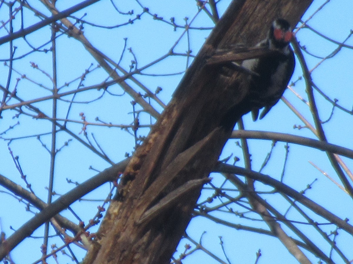 Hairy Woodpecker - ML646399029