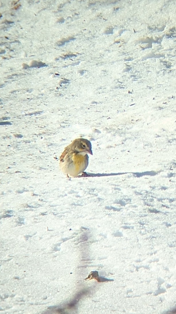 Dickcissel - ML646399030