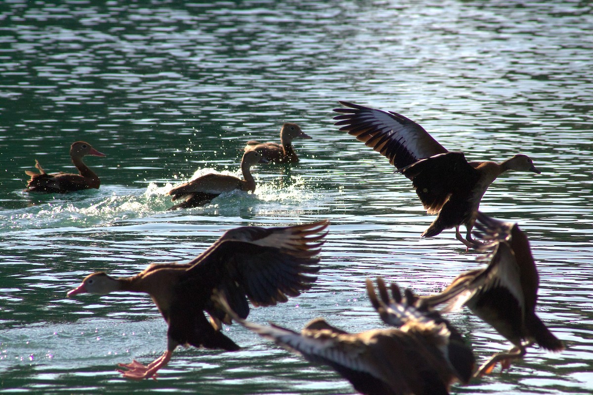 Black-bellied Whistling-Duck - ML646399031